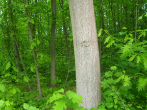 Sehr wüchsiges ca. 40-jähriges Roteichenbaumholz